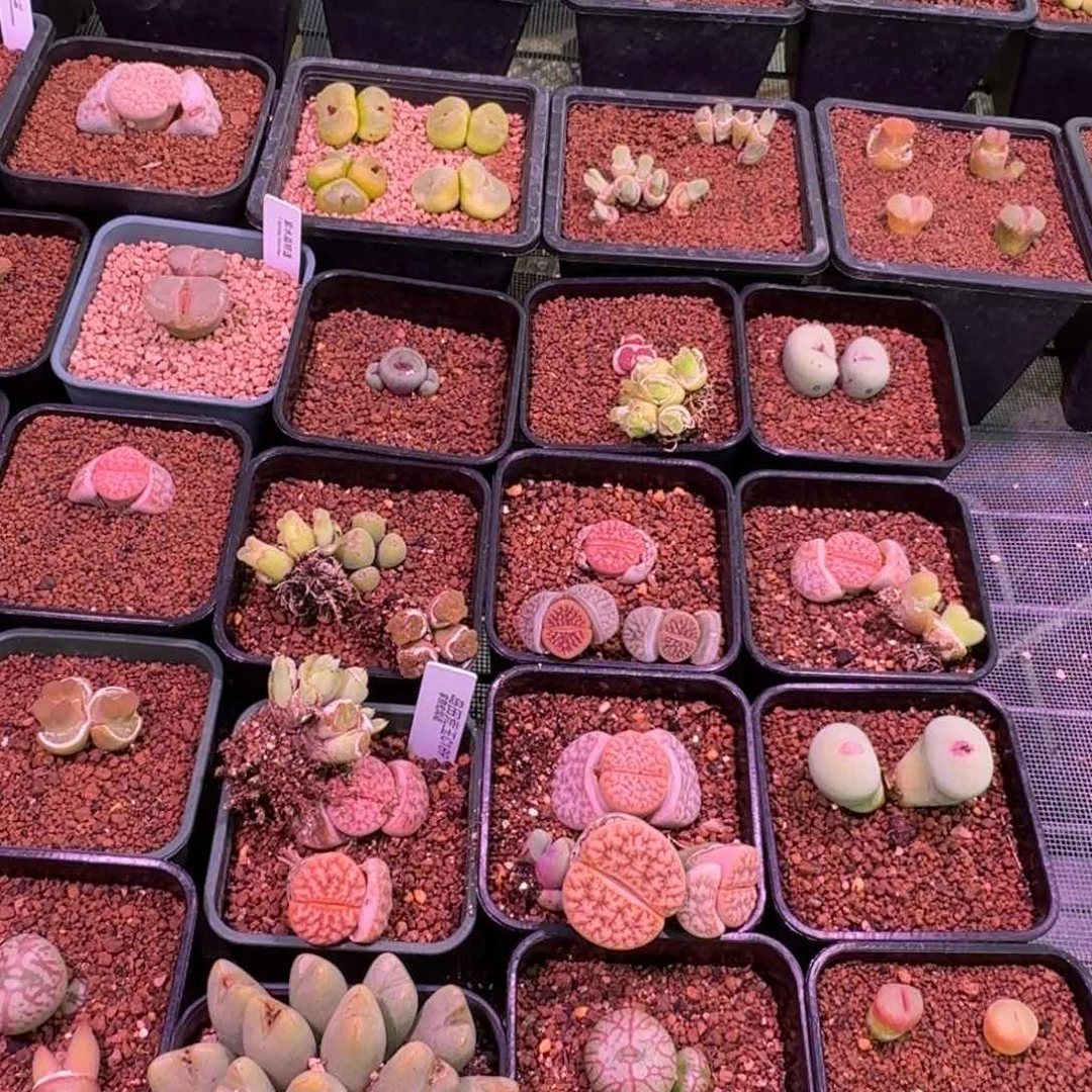 云缦多肉植物保温箱