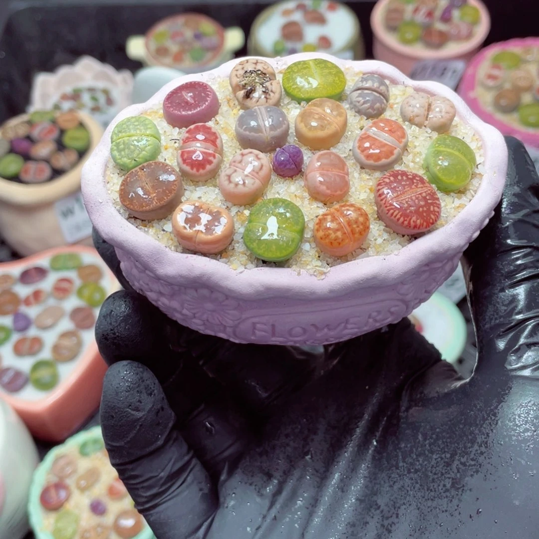 w1198-，带盆土发货，零下地区拍保温箱