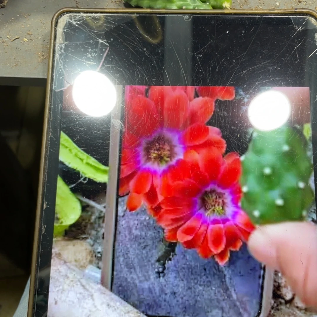 新品水仙情郎A18测芽一个