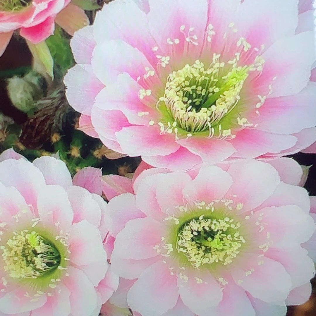 丽花 蜡牡丹 侧芽 满20包邮