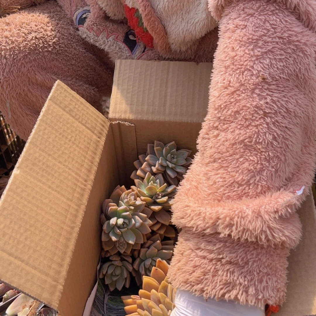 5号箱淡雪断枝，不售后