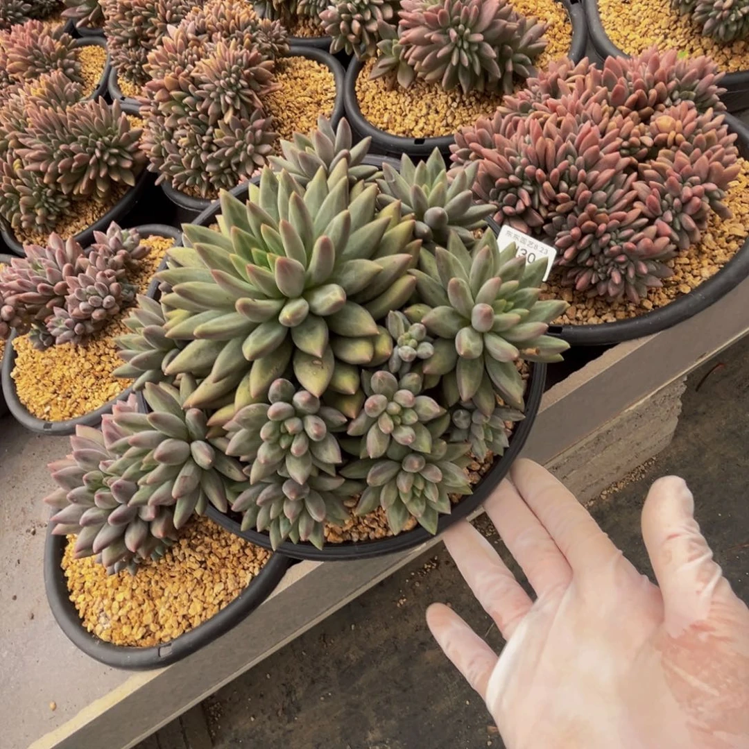 *****h30红蜻蜓群生呀呀呀呀