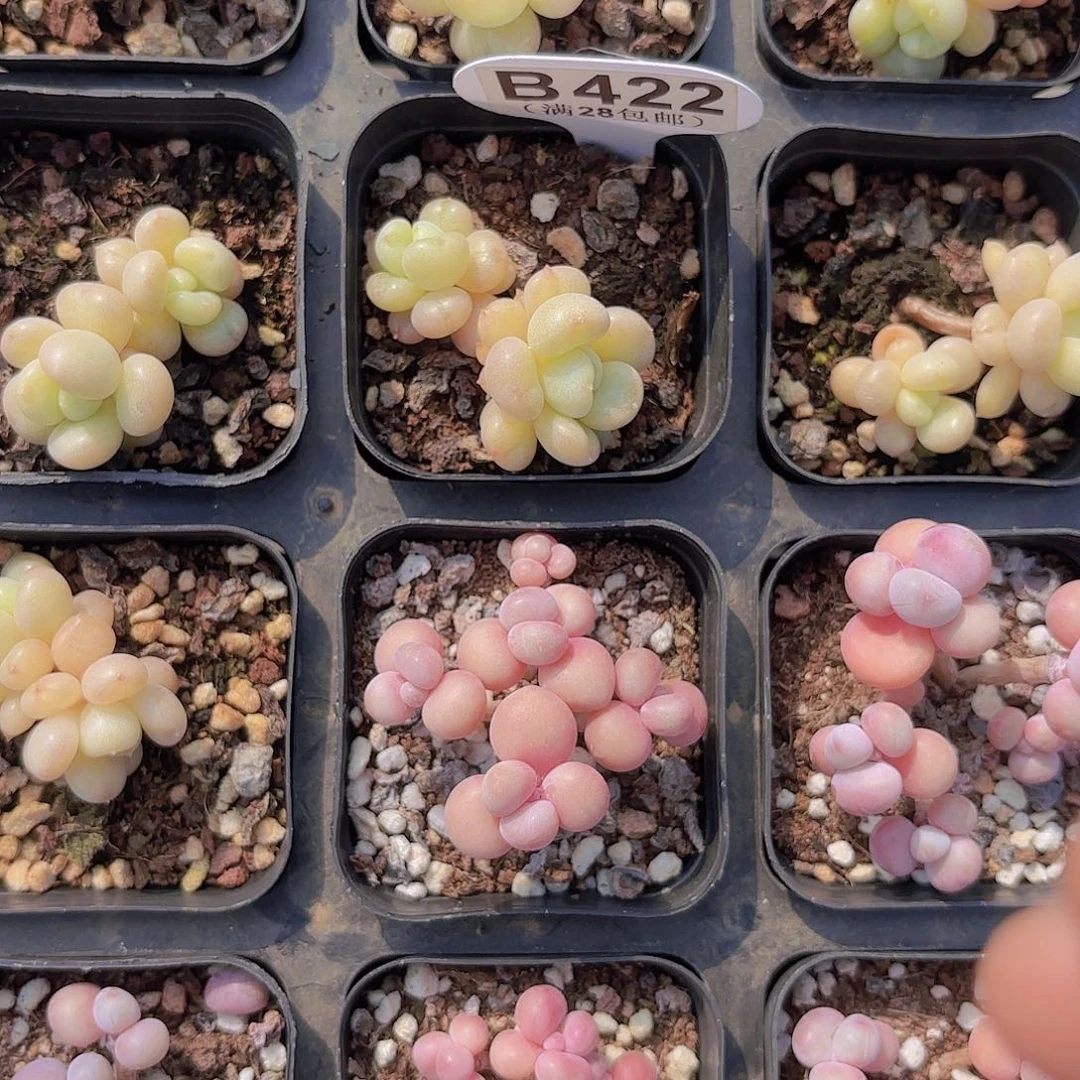 B422比尔盖茨一物一拍