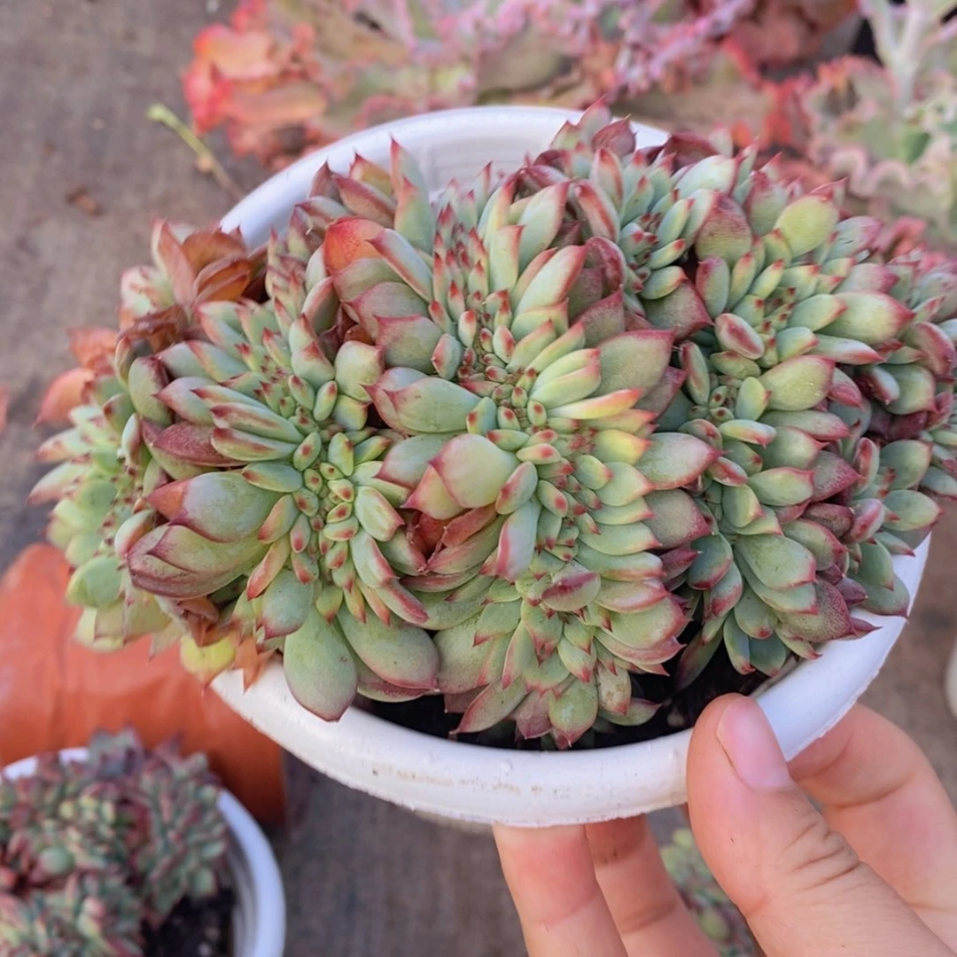 红拉糖缀整桩整板子