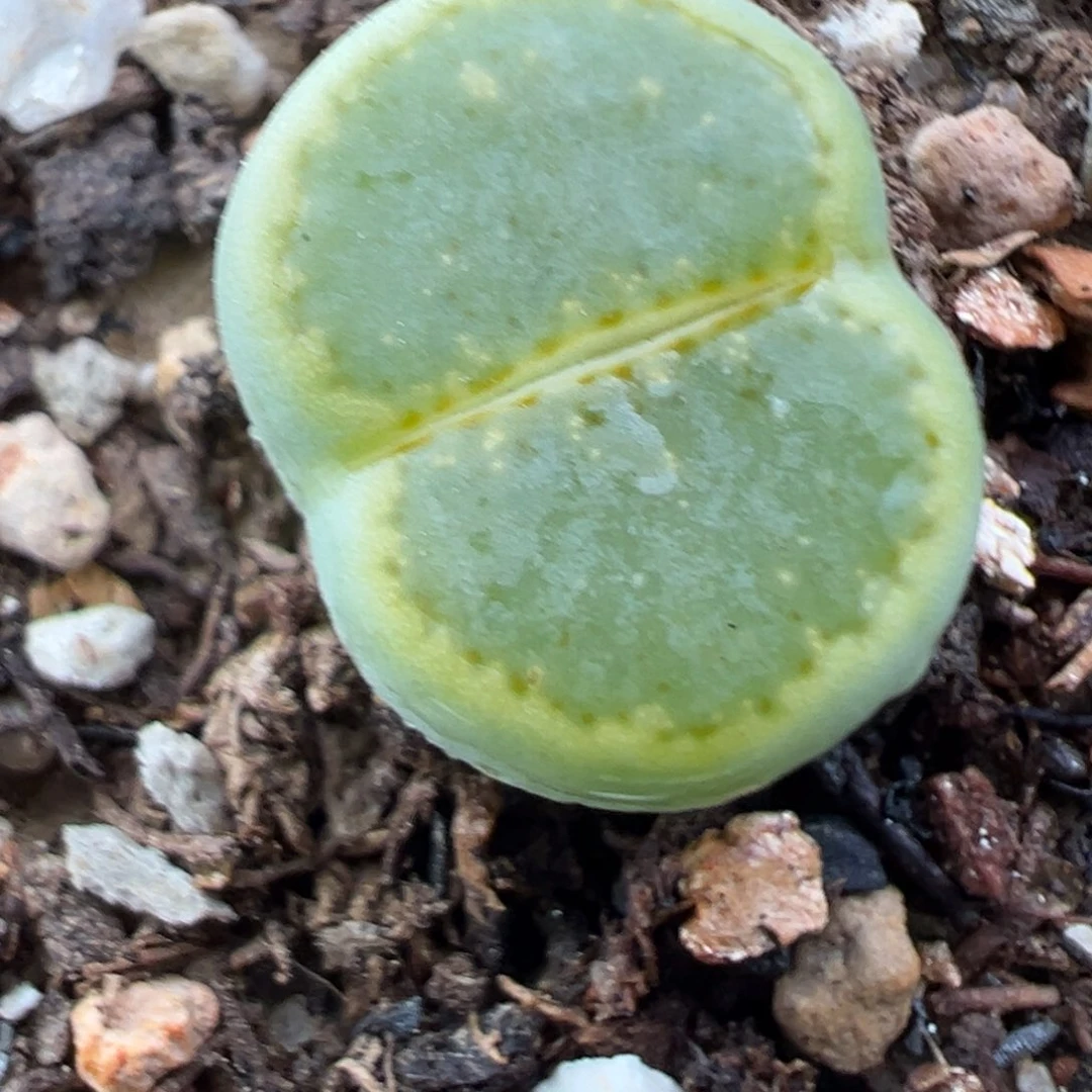 11.25好看的多肉脱土发货330