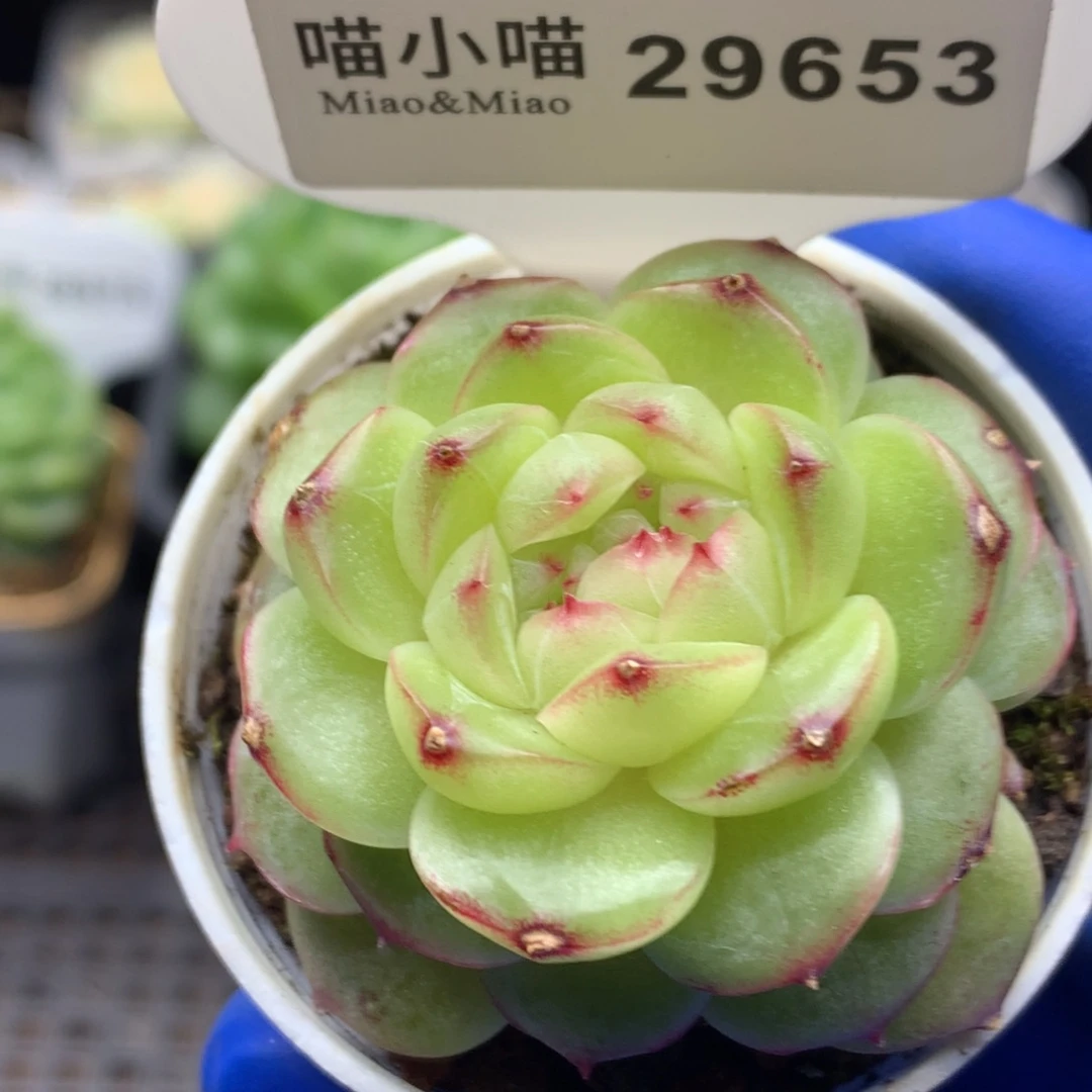 多肉植物杂交珍妮