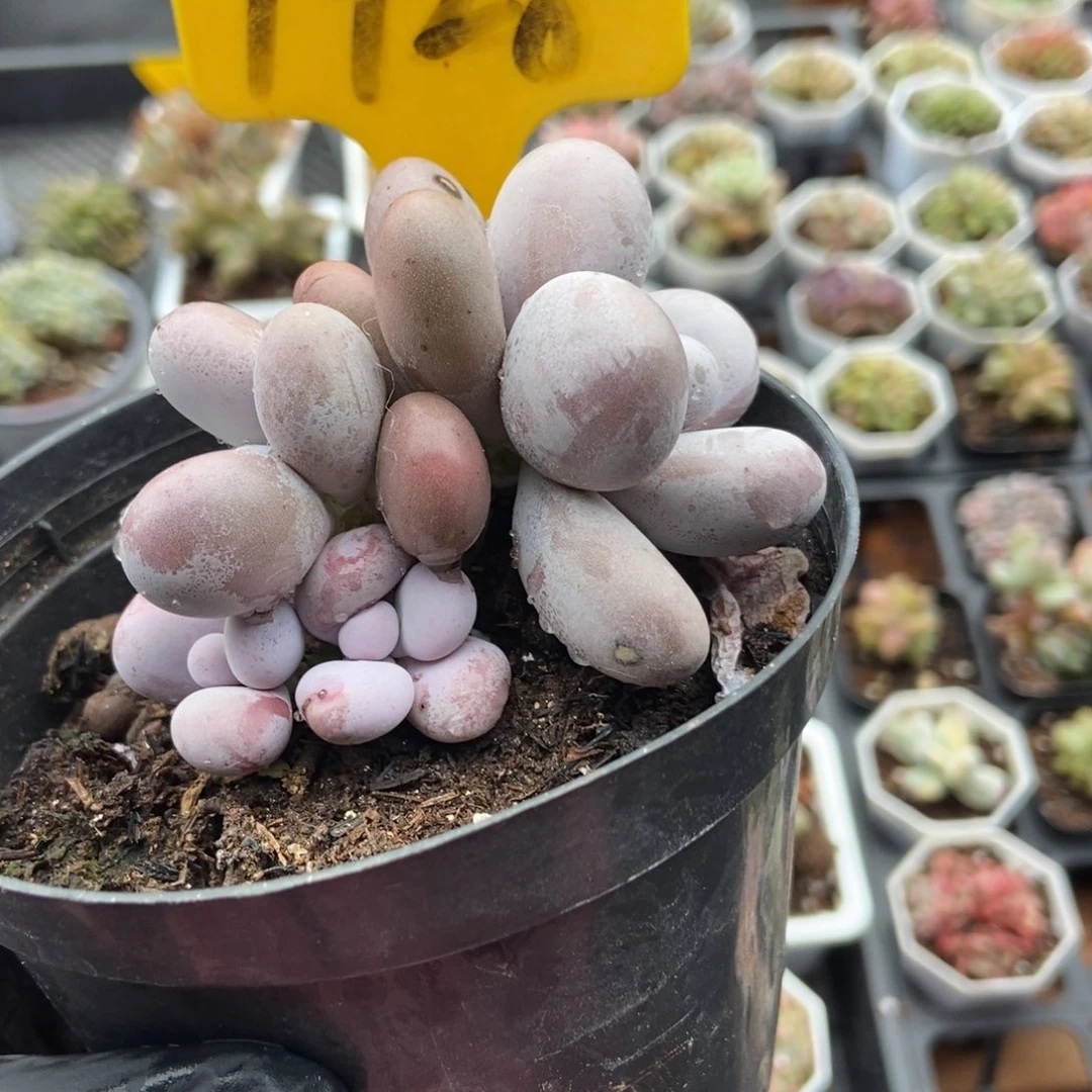 1928橙雪球多肉植物