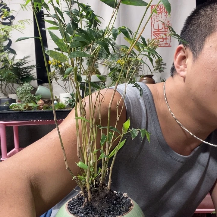 以实际为准绿植盆景盆栽122