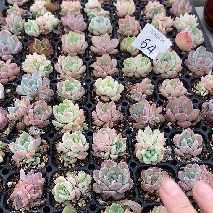 64 多肉植物盆栽花卉植物
