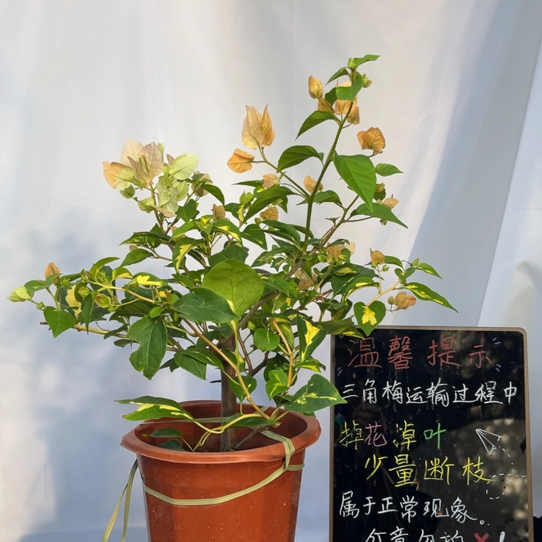 愿***生金心黄白三角梅带花苞
