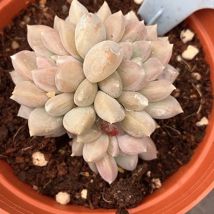 多肉植物奶糖6047