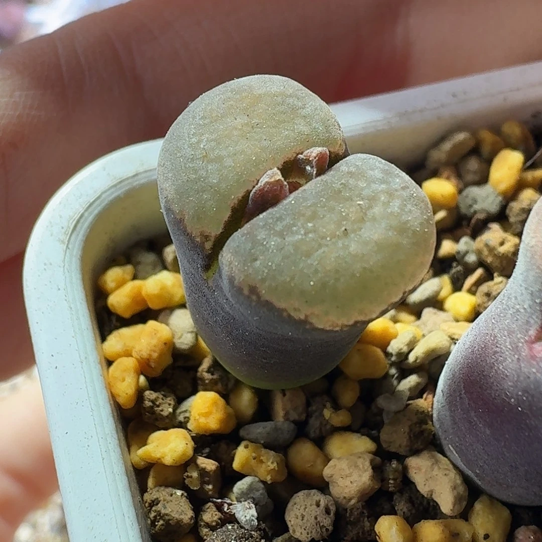 2号单头绒窗风铃一物一拍