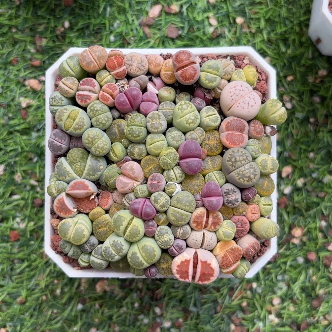 生石花组合一物一拍