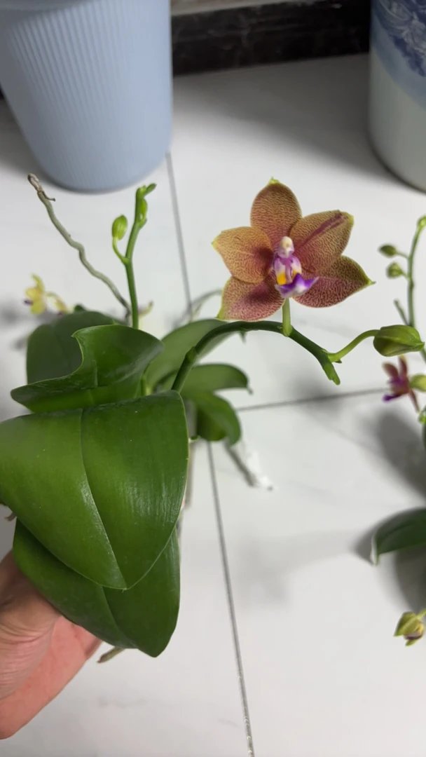 蝴蝶兰香丝顿耳原生苗双花剑带花苞，根系好