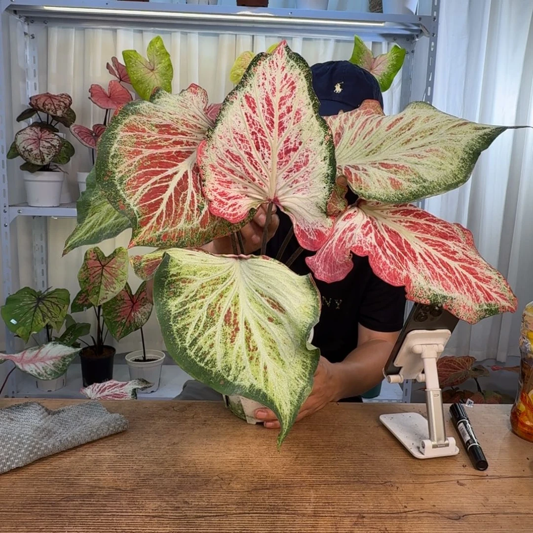 粉***熊无花朵娇羞新娘   0421