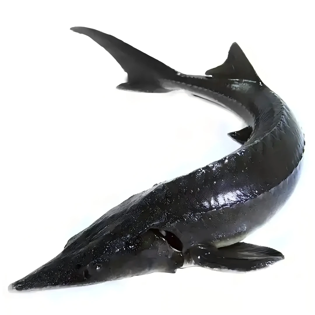 鲟龙鱼约1250g-默认处理