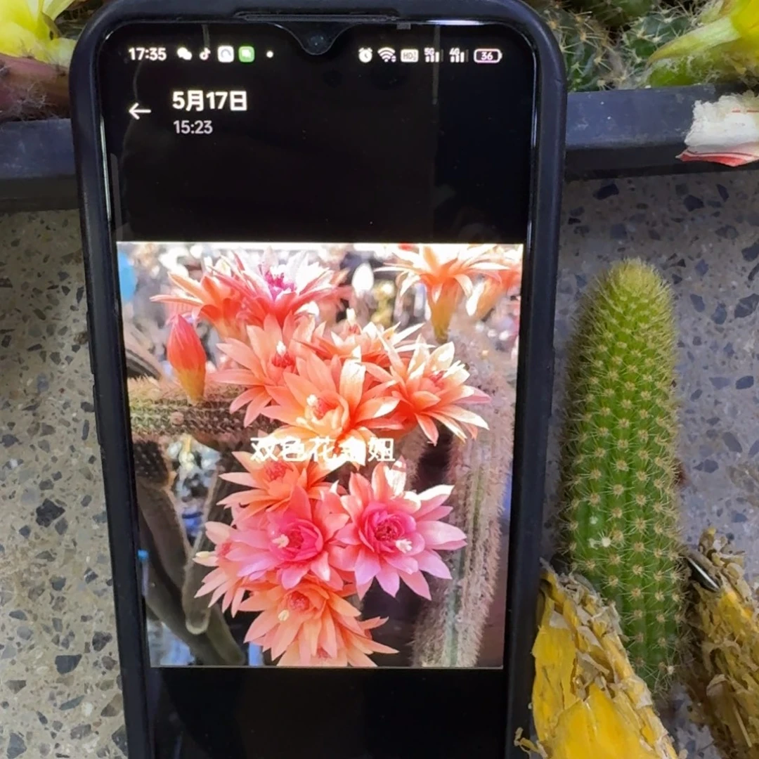 48双色金妞一个5公分左右无根侧牙，20包邮