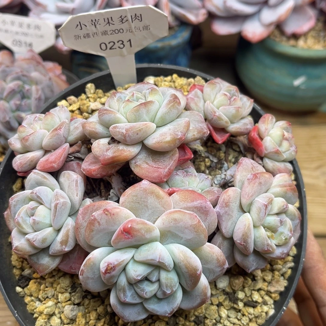 冰玉231/14cm8头多肉