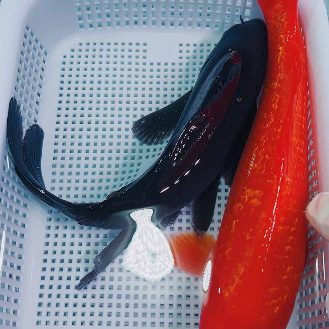 锦鲤锦鲤冷水鱼观赏
