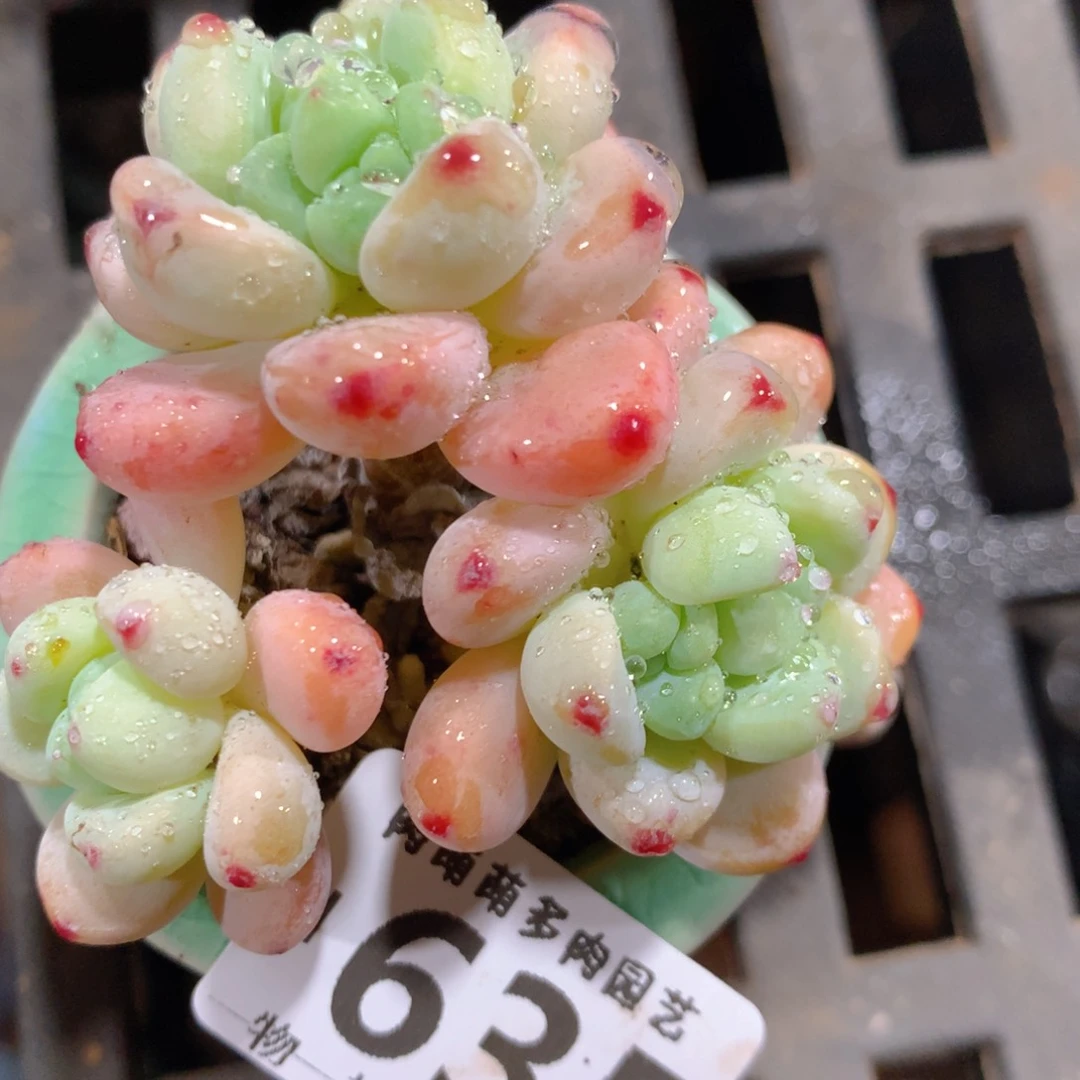 5CM拇指盆精控多肉ZI635