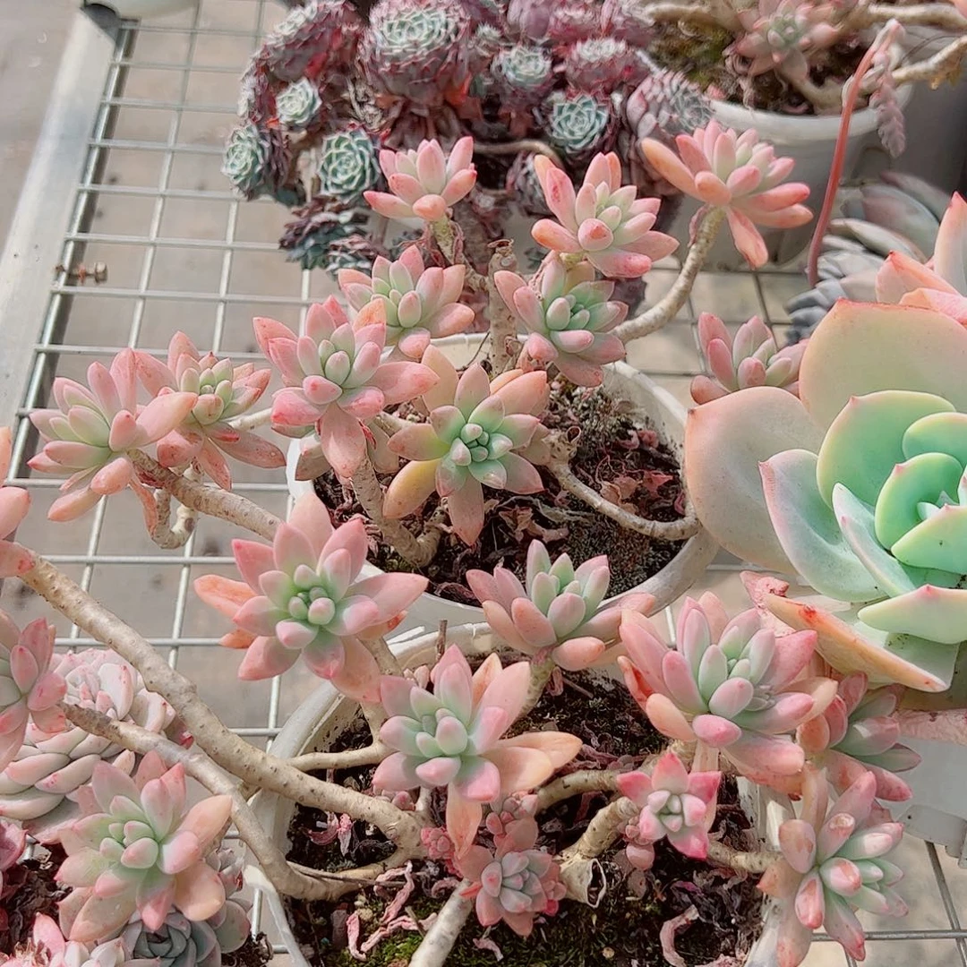 秋丽多头群生老桩特价