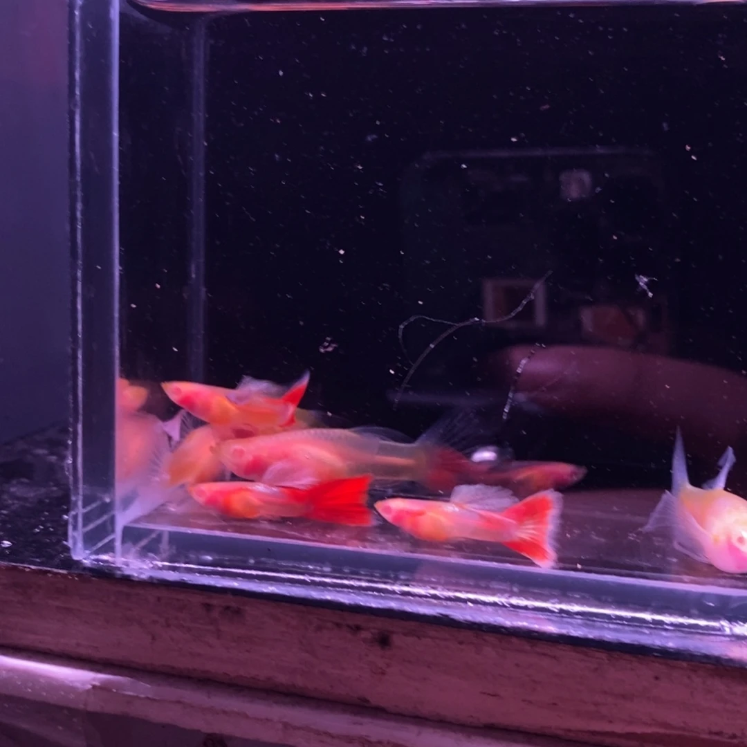 猪***少孔雀鱼玻璃猫四队