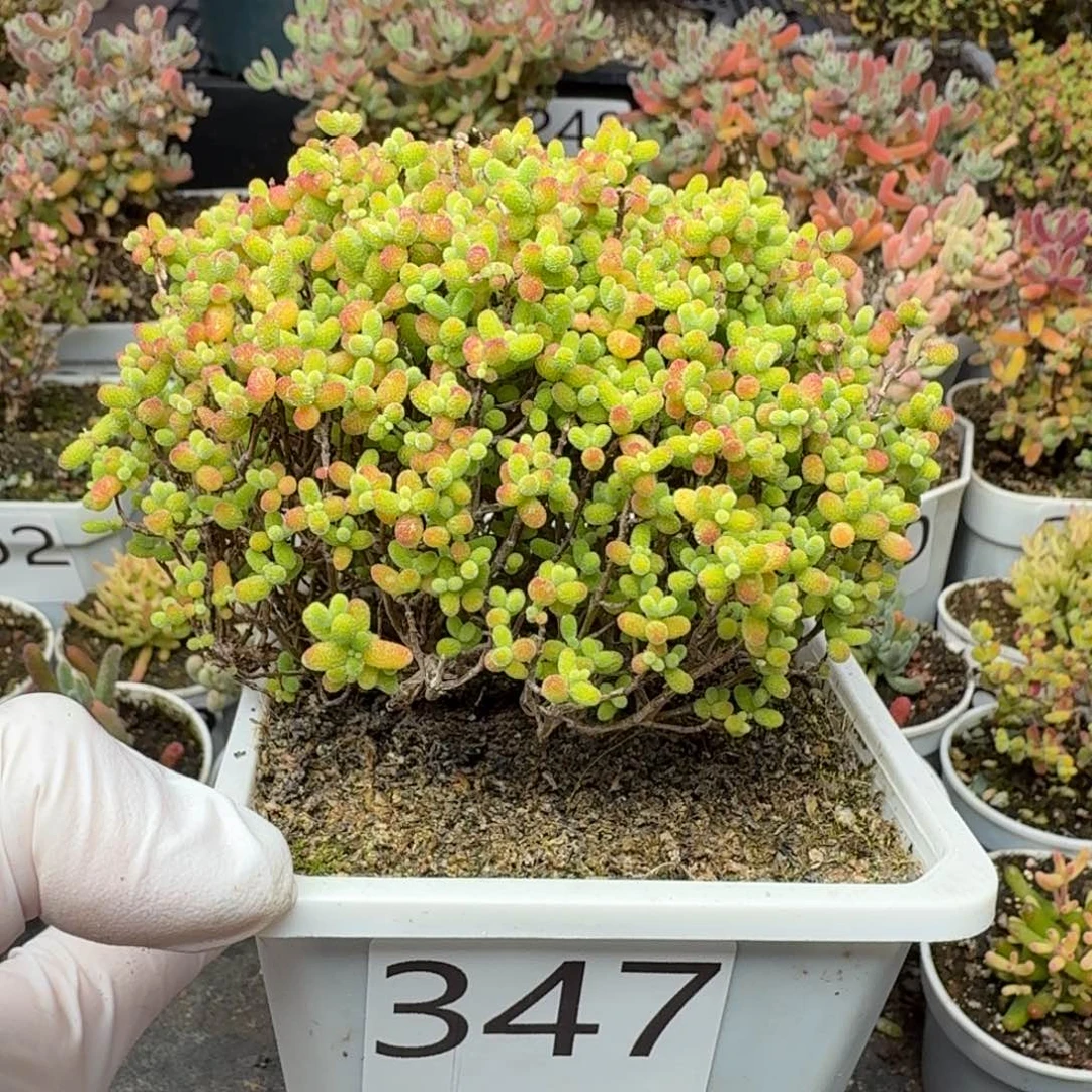 347蜜橘糖球一物一拍