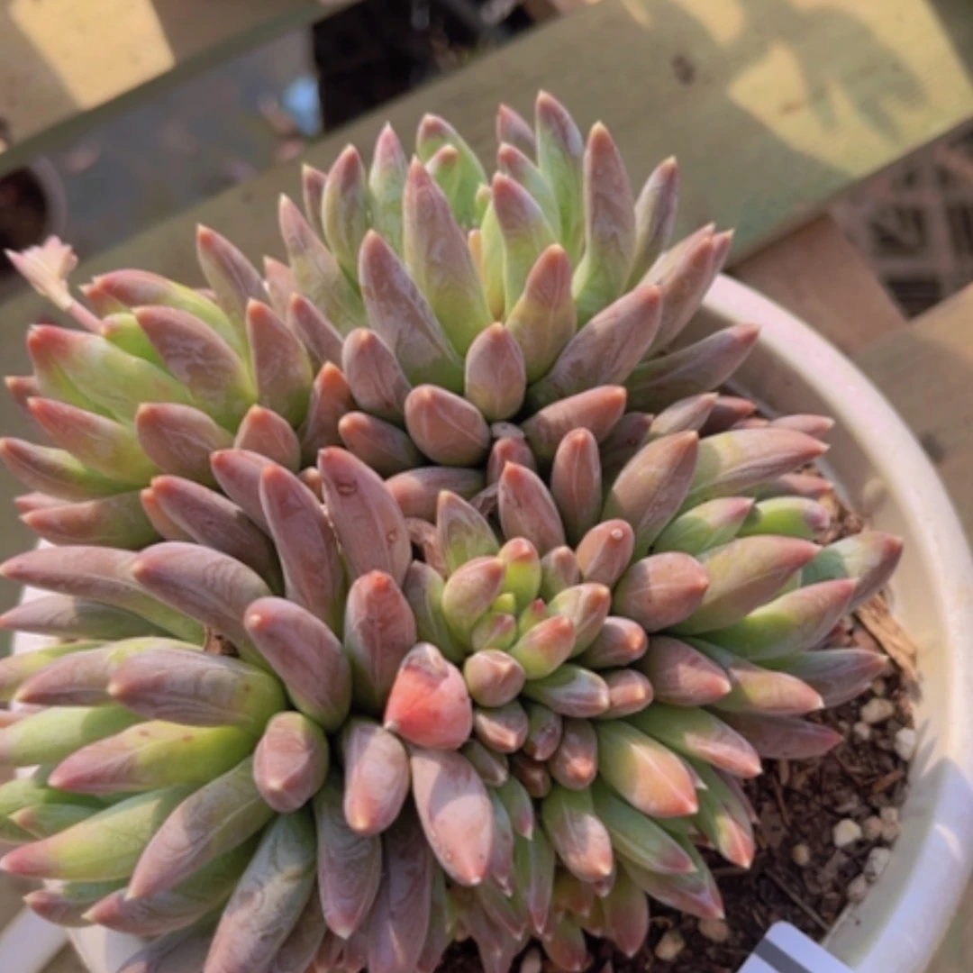 【闪购商品】炫彩星1369