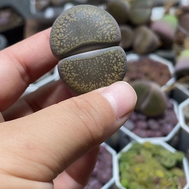 大部分花苞少量开放龙****妹生石花415