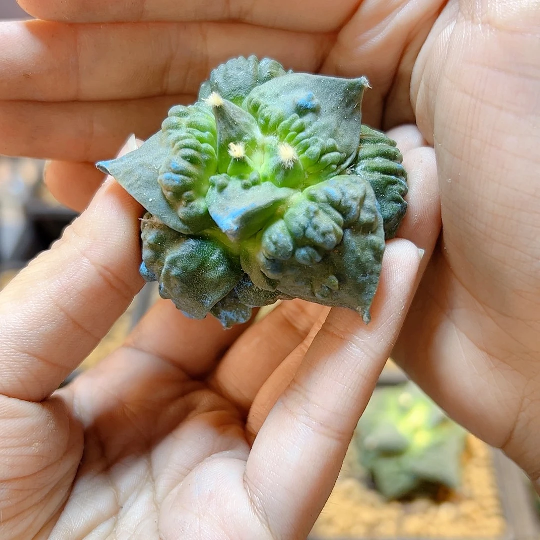 苗接村主好怒5.3公分无根比较干