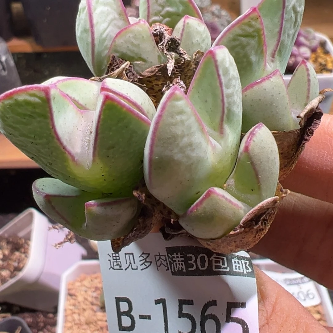 多肉植物111111111111