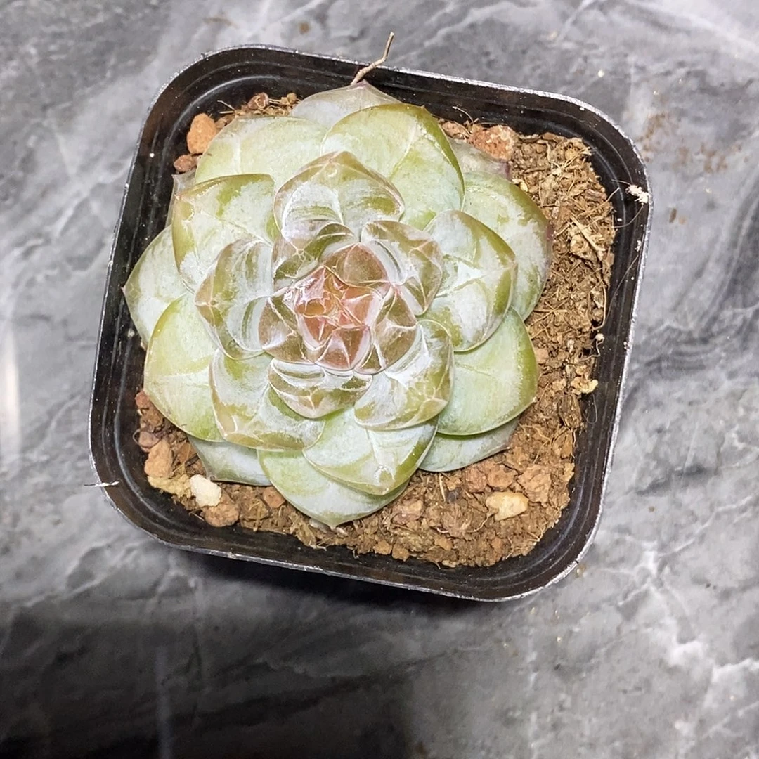 糖心30包邮非偏远