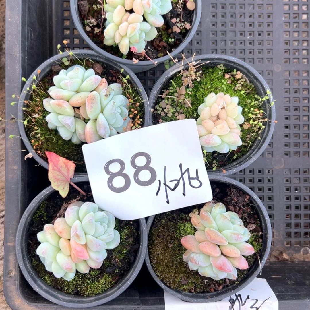 小*?88）是刚才给v和出处