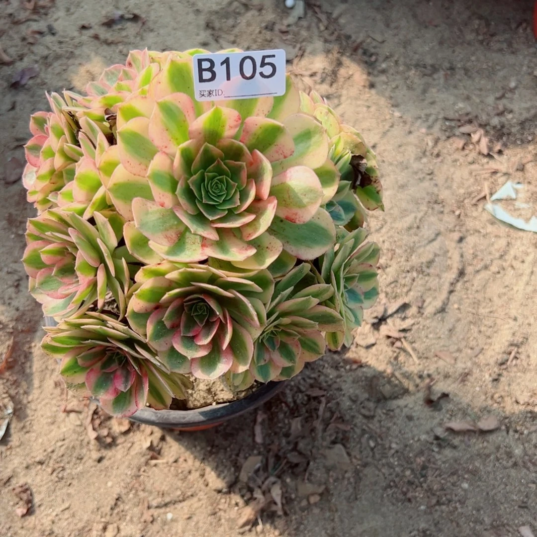 105雨荷多肉植物法师