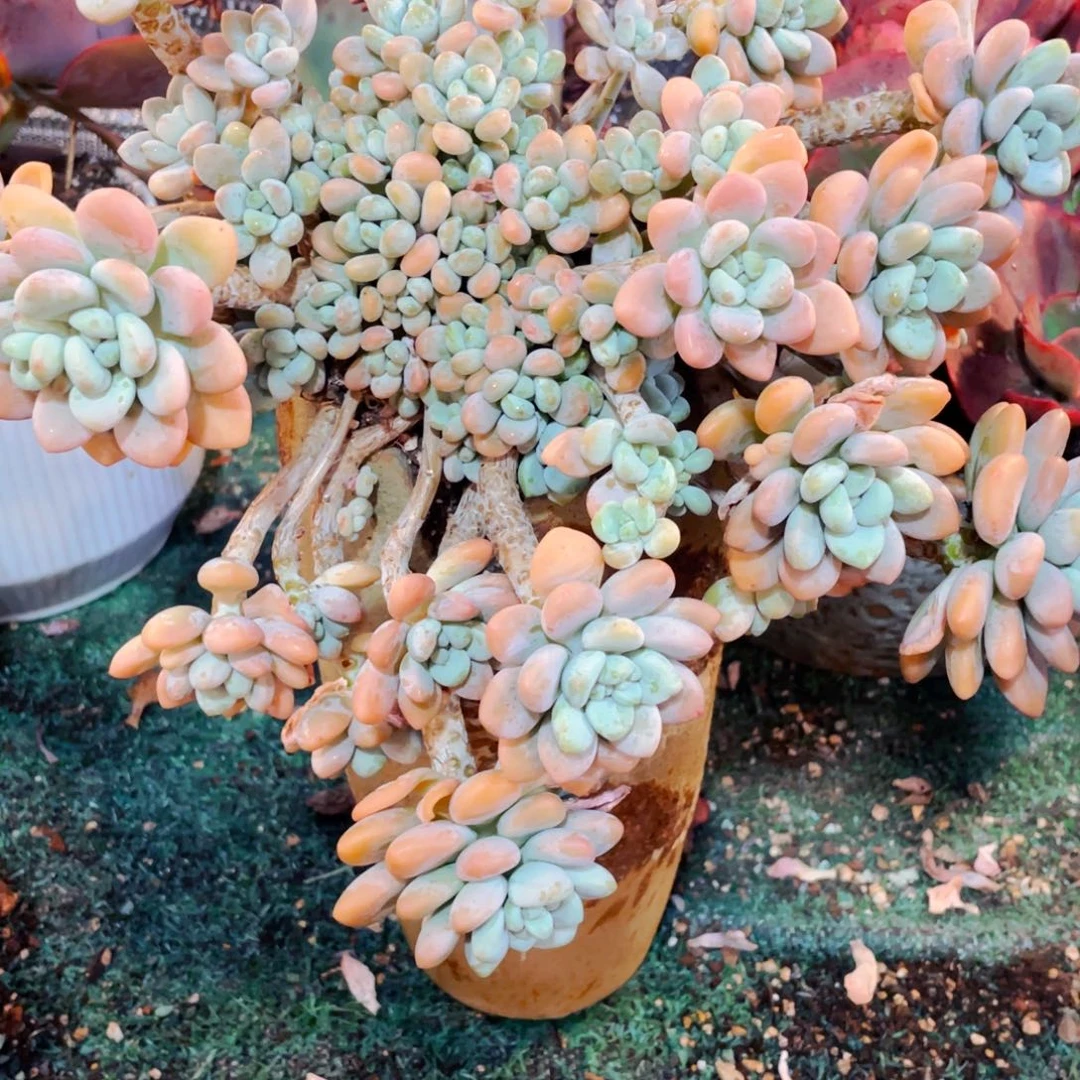 小***.头很多的洛神老桩悬崖快递包邮保温