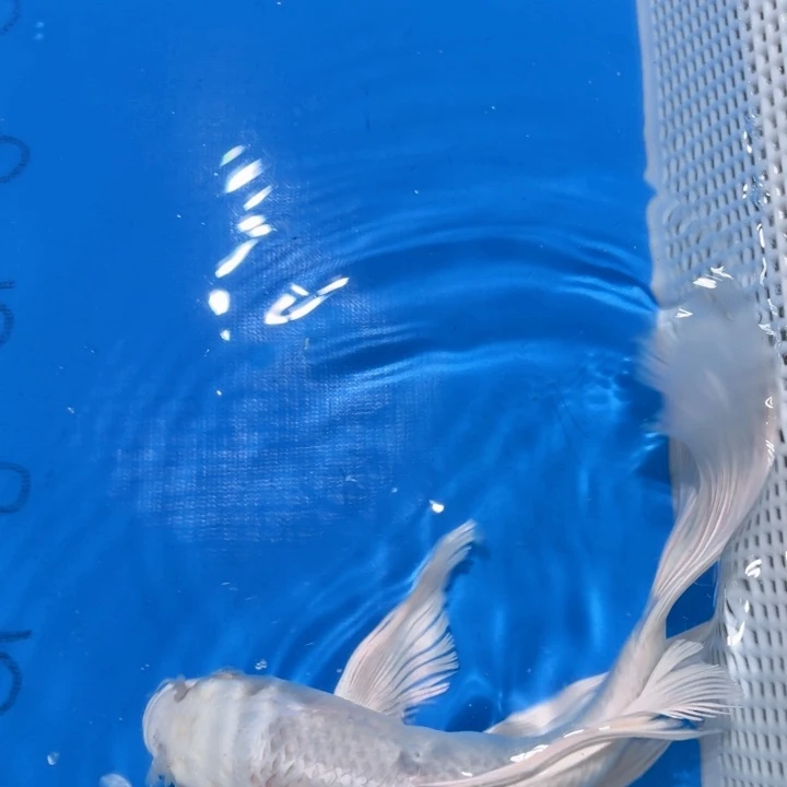 锦鲤锦鲤包邮包售后