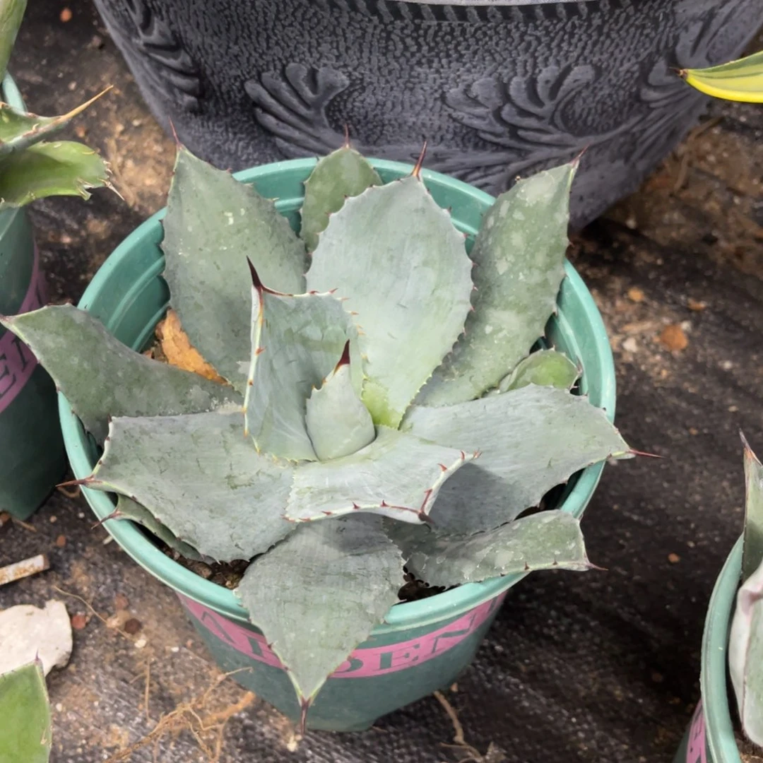 虚空藏高级灰龙舌兰