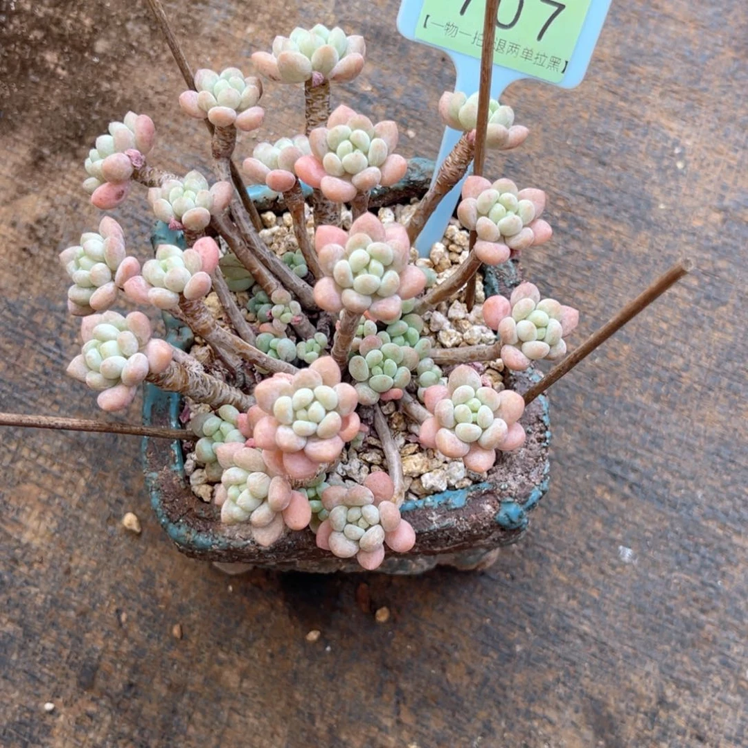 M***a云尘多肉一物一拍707不含盆