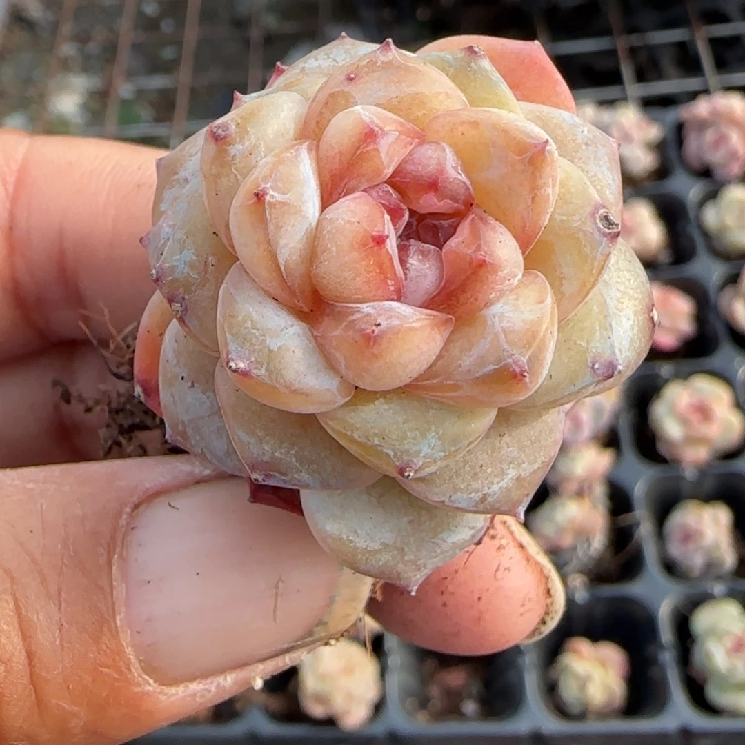 多肉小卡拉米糖心一物一拍