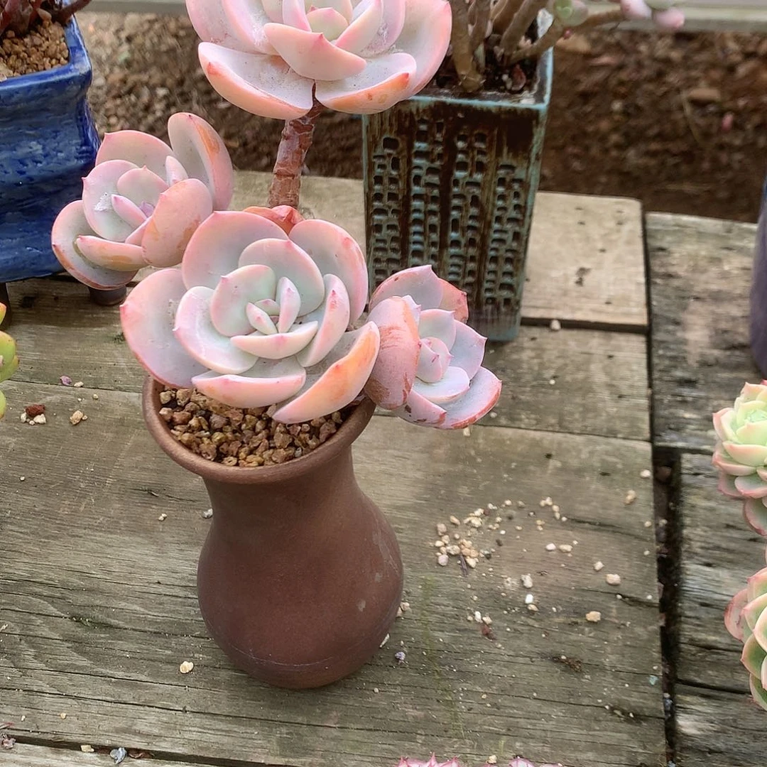 飞*凤多肉植物脱土