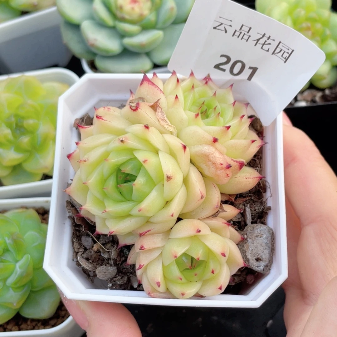 201号糖心冰心珍妮 带盆不包整