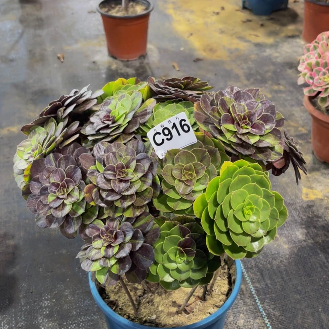 【闪购商品】91600花月夜