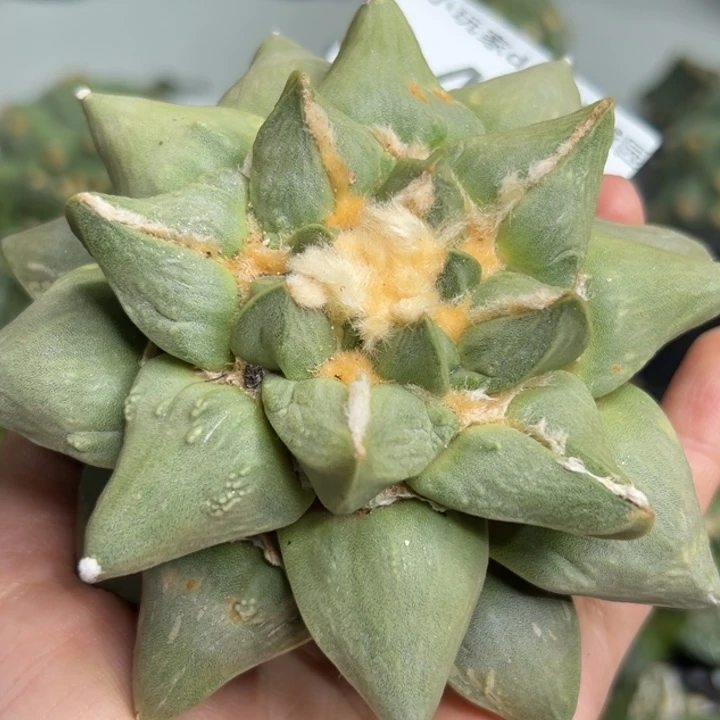 S***n485 脱土带根发货