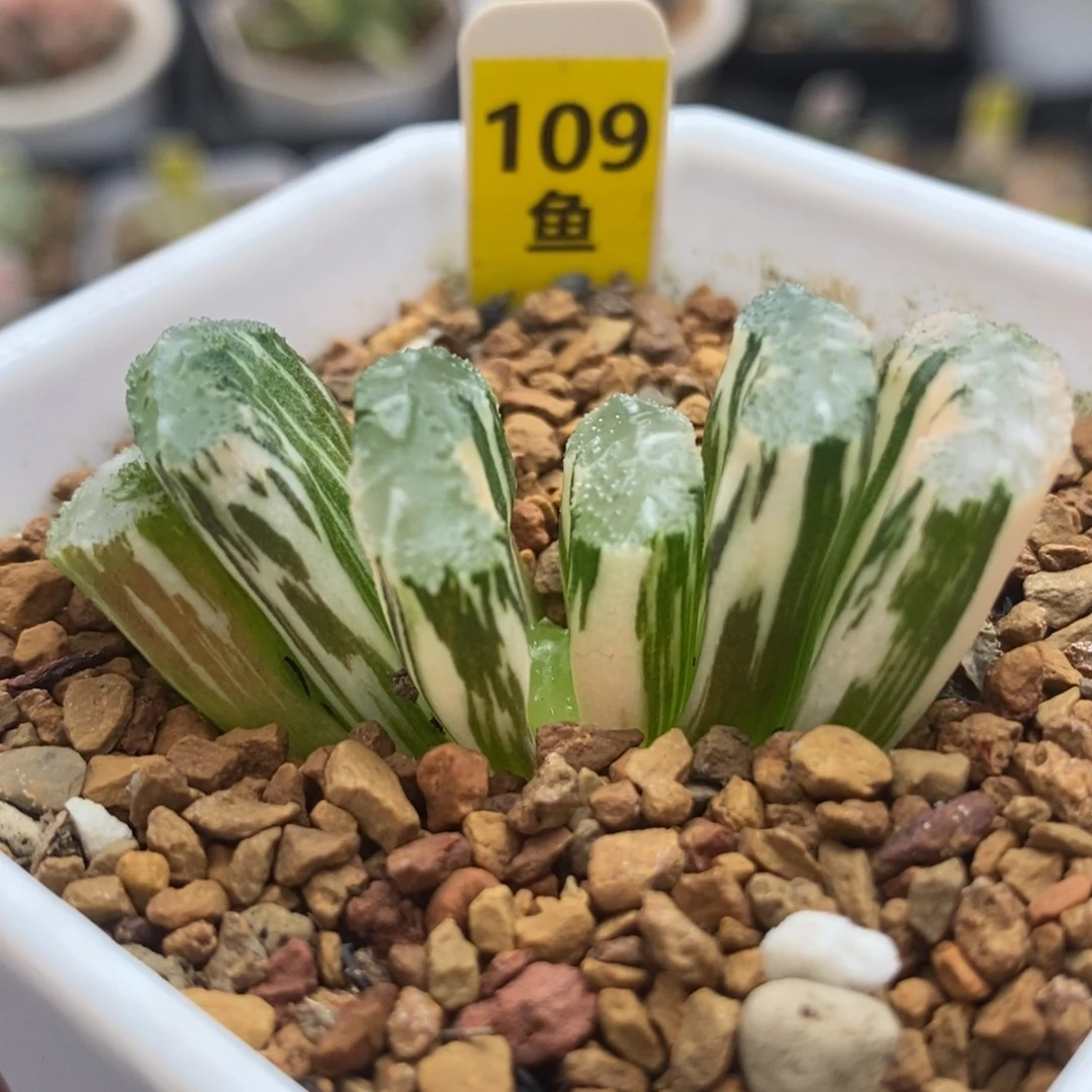 109荒姬玉扇锦一物一拍