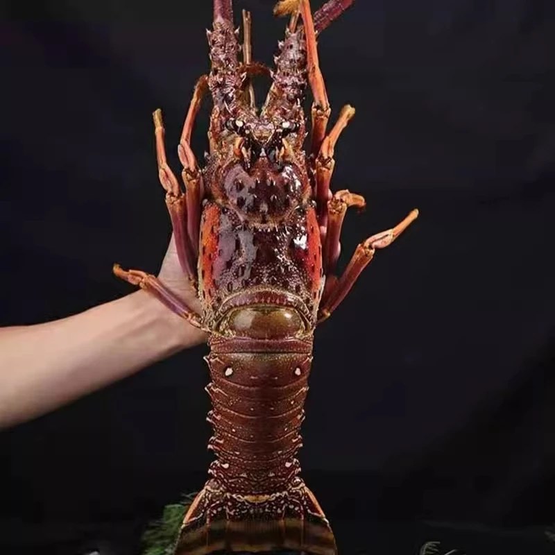 鲜活速冻古巴龙虾澳洲大龙虾