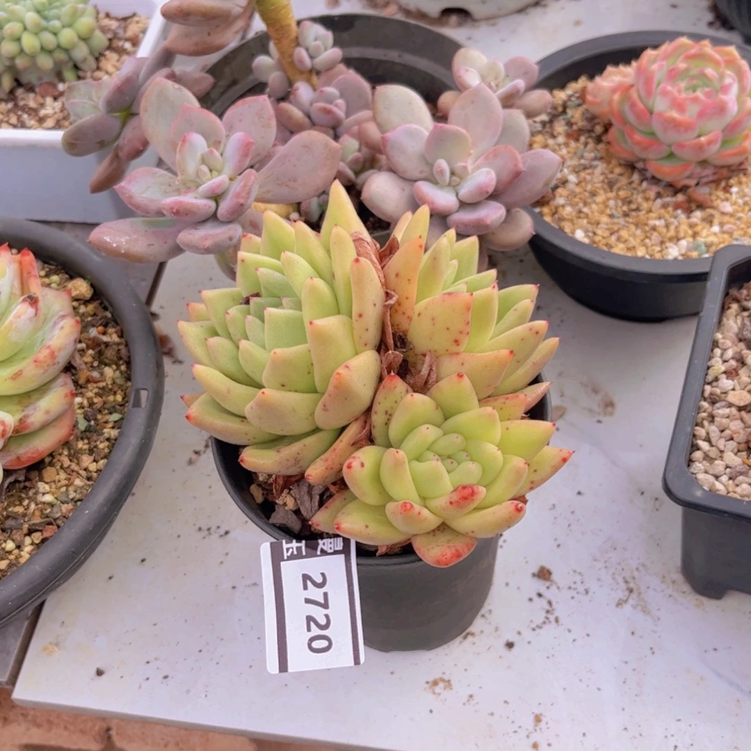 清纯乌木多肉植物2720