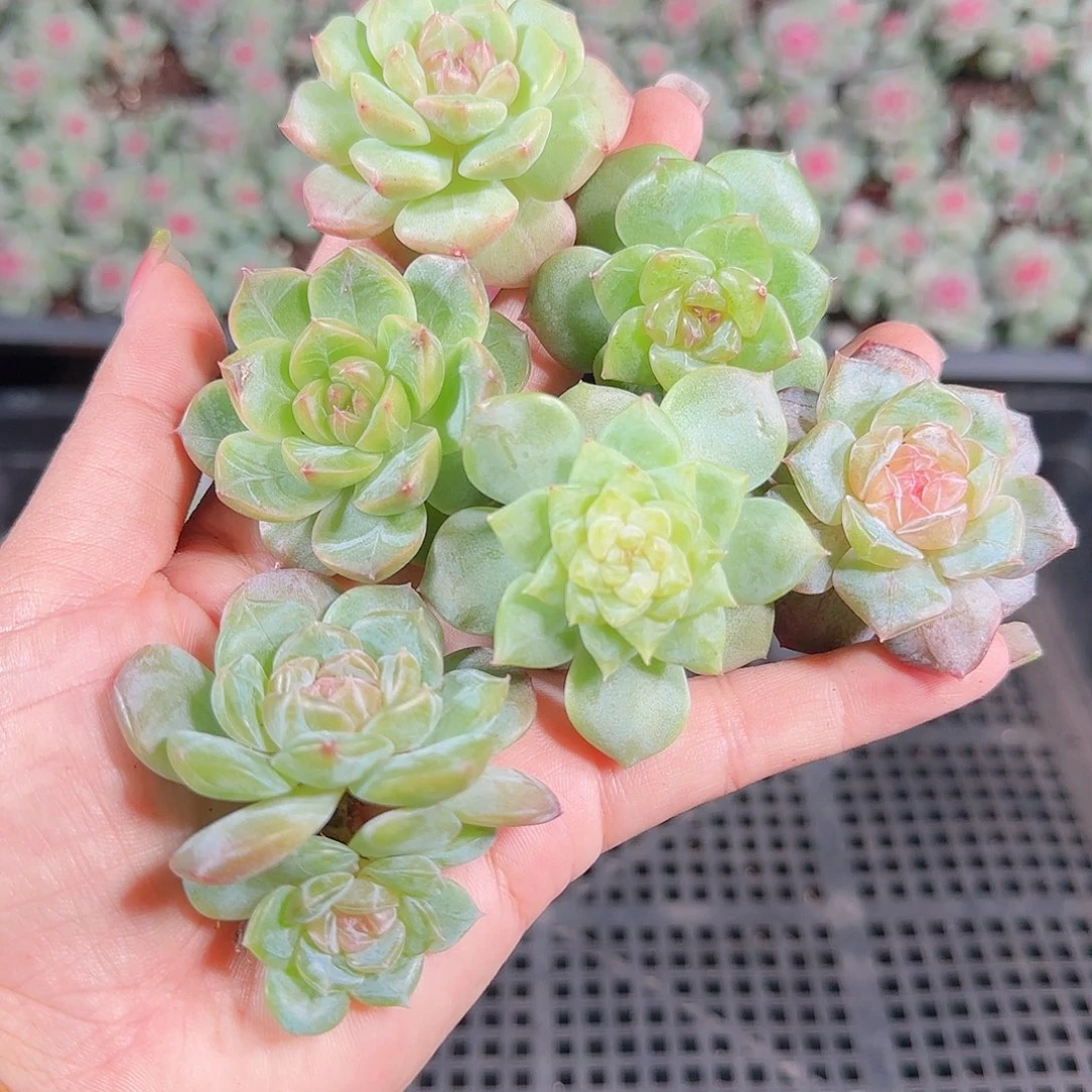0925---167糖心珍妮