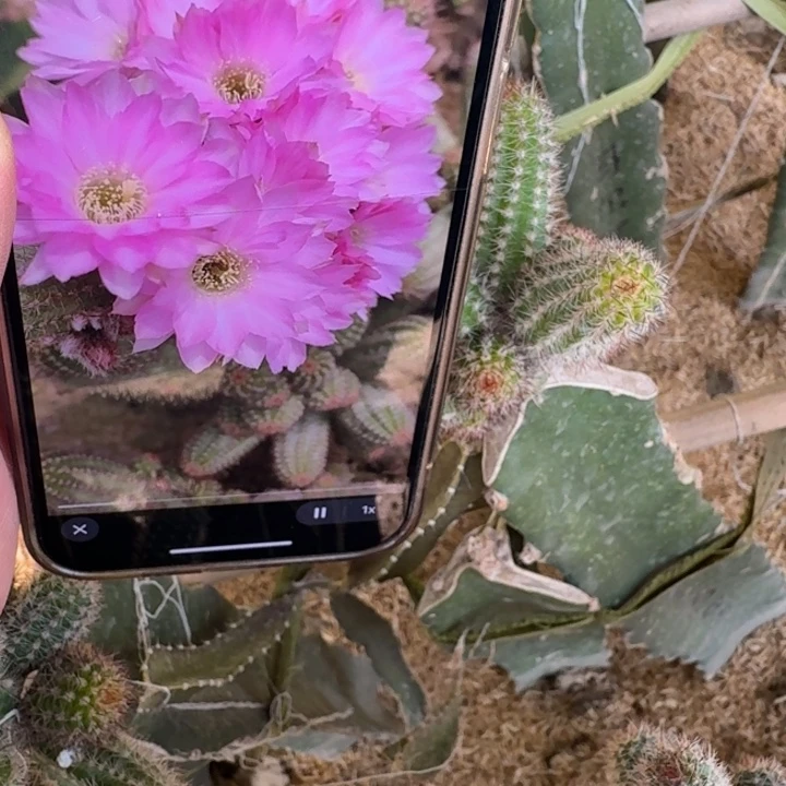 264白檀林肯天堂无根侧牙小3个