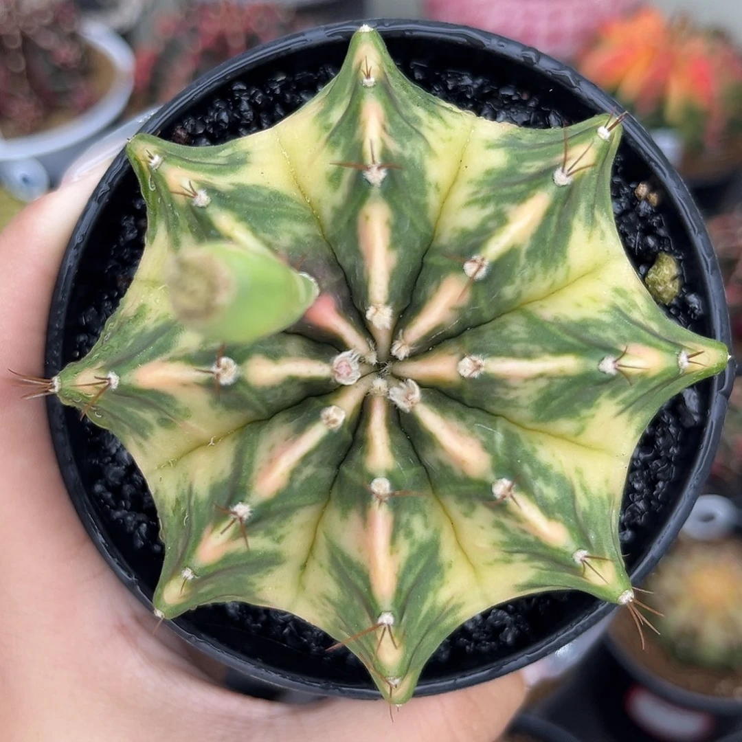 豪屯白锦 带盆土发货8.2