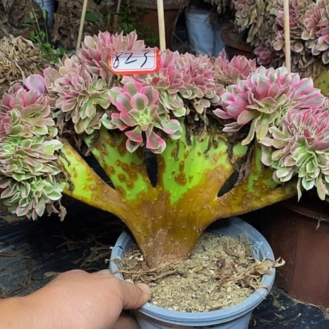 粉女巫缀化福利823号